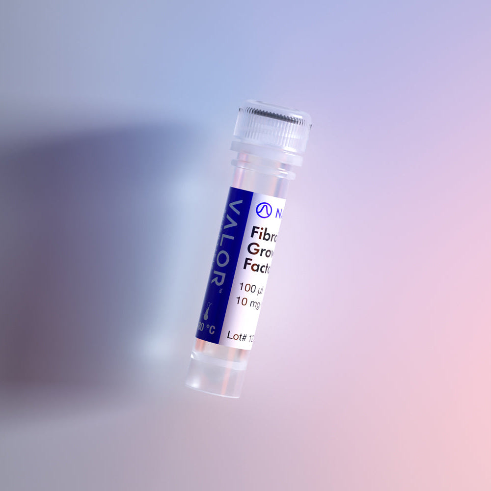 NativFold™ FGF2 146